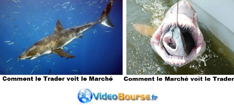 requin-trading.jpg