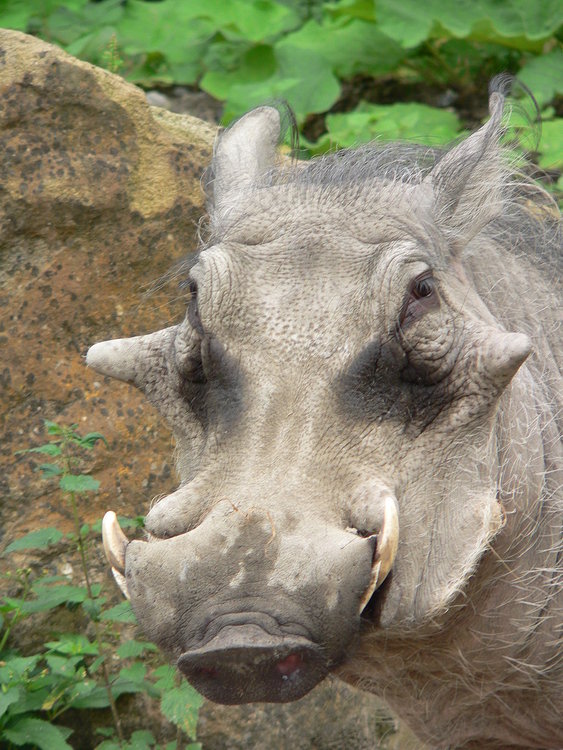 Schwein_Warzenschwein_Phacocherus_aethiopicus0509013.jpg